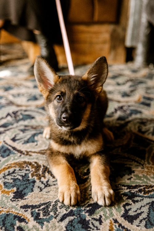 A German Shepperd puppy being a good boy laying down at the pub